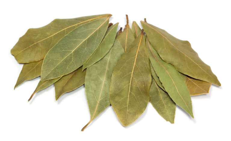 are-bay-leaves-poisonous-to-chickens-chickenlaws