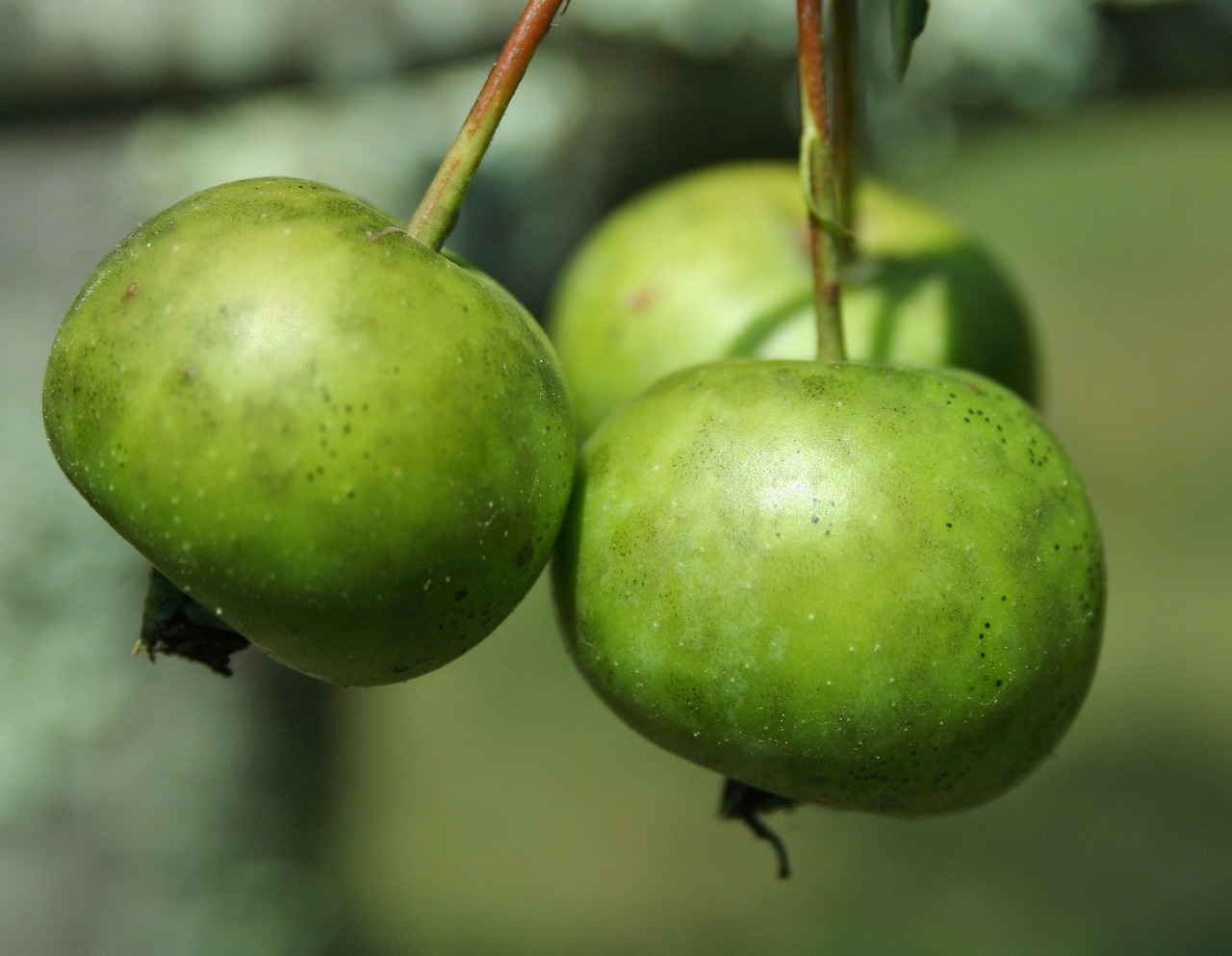 crab apples ge84758e21 1280