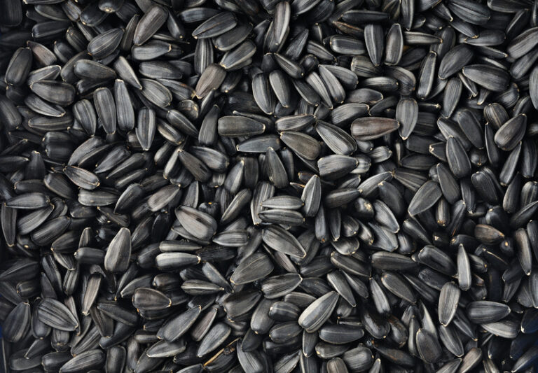 Are Black Oil Sunflower Seeds OK for Chickens? | ChickenLaws.com