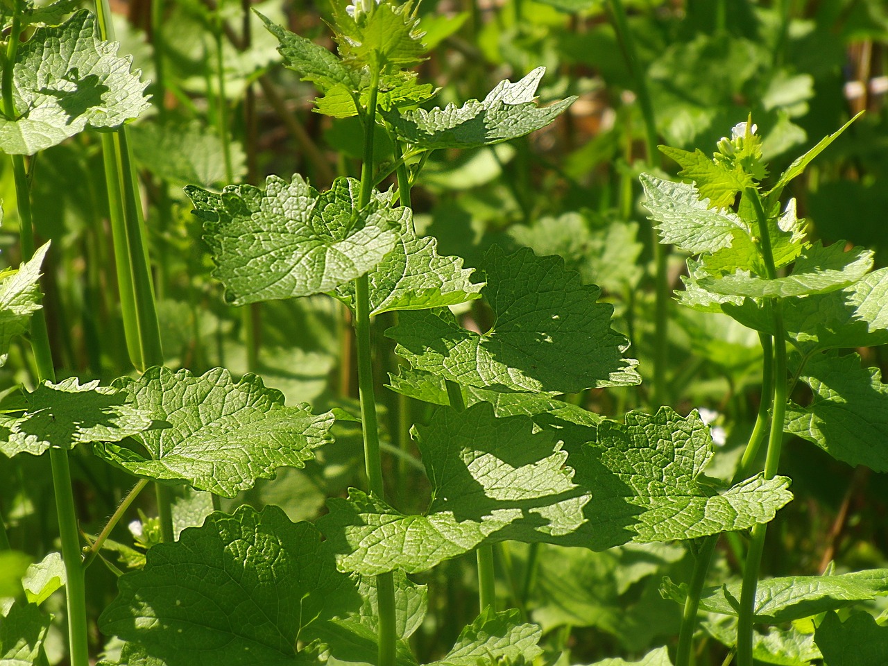garlic mustard g8b498eb21 1280