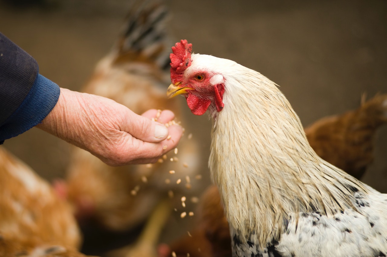 Someone feeding a chicken by hand and not using a chicken feeder